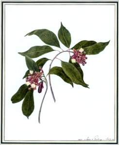 Louise van Panhuys, Nägelchen mit Blüte, 1812