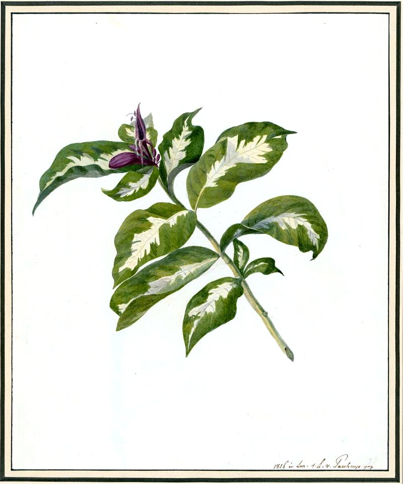 Louise van Panhuys, Caricatur-Blatt, 1816