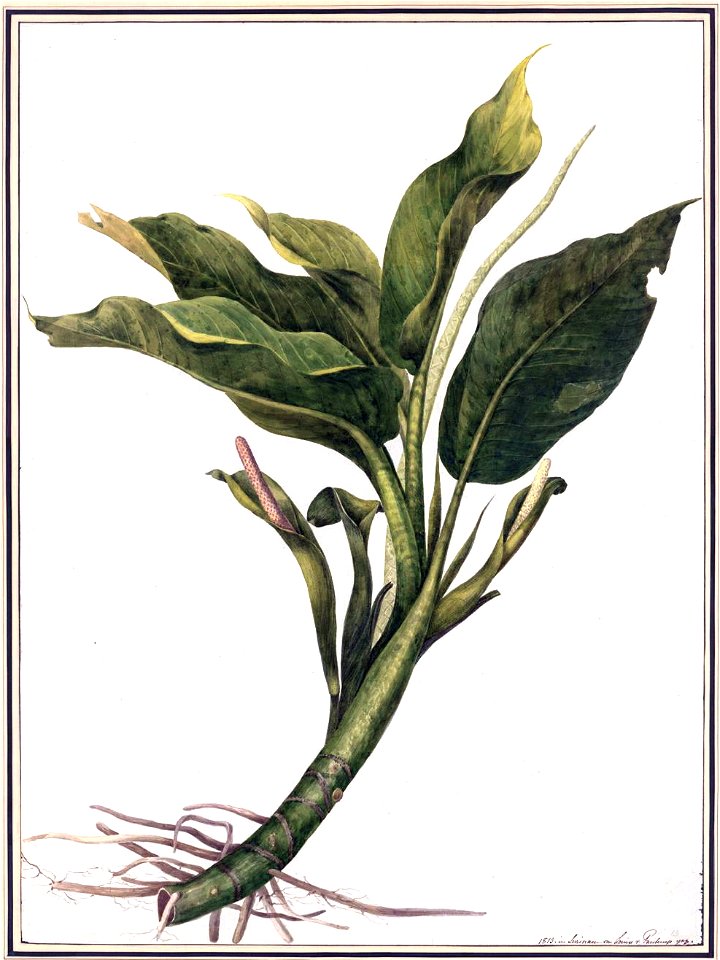 Louise van Panhuys, Duncane ein sehr starkes Gift, 1813