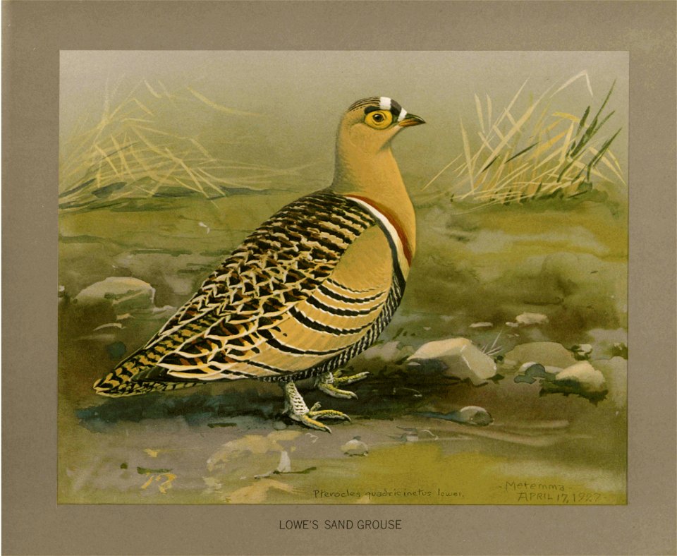 Lowe's sandgrouse Fuertes
