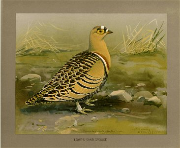 Lowe's sandgrouse Fuertes