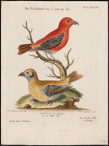 Loxia americana - 1700-1880 - Print - Iconographia Zoologica - Special Collections University of Amsterdam - UBA01 IZ16000187