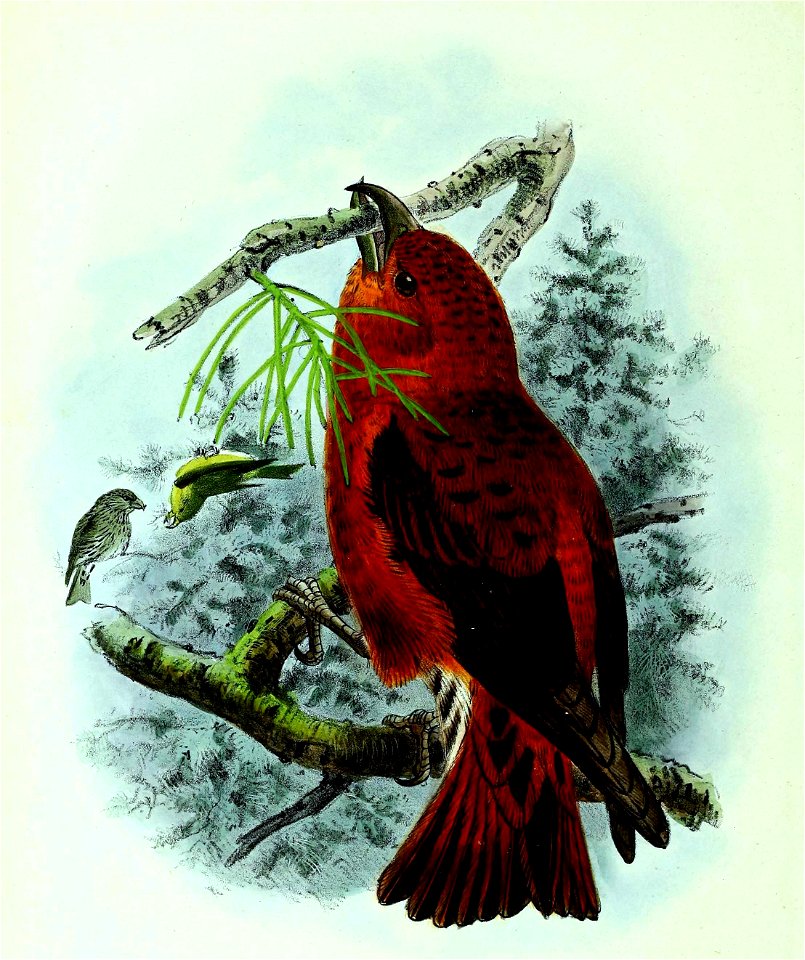 Loxia curvirostra 1873