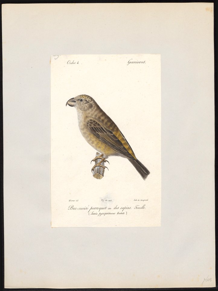 Loxia pityopsittaca - 1842-1848 - Print - Iconographia Zoologica - Special Collections University of Amsterdam - UBA01 IZ16000213