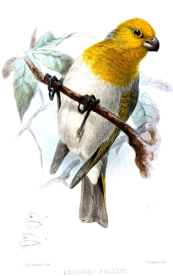 LoxioidesBailleuiKeulemans