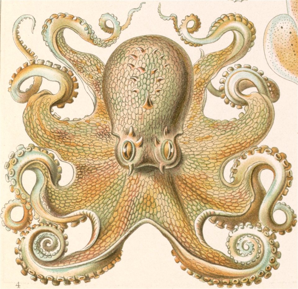 Lower left detail, Gamochonia. - Trichterkraken LCCN2015648938 (cropped)