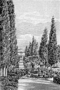 Lucera – Viale del Cimitero perpendicolare all’ingresso (xilografia)