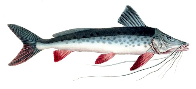 Luciopimelodus pati Orbigny