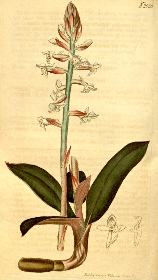 Ludisia discolor (as Goodyera discolor) - Curtis' 46 pl. 2055 (1819)