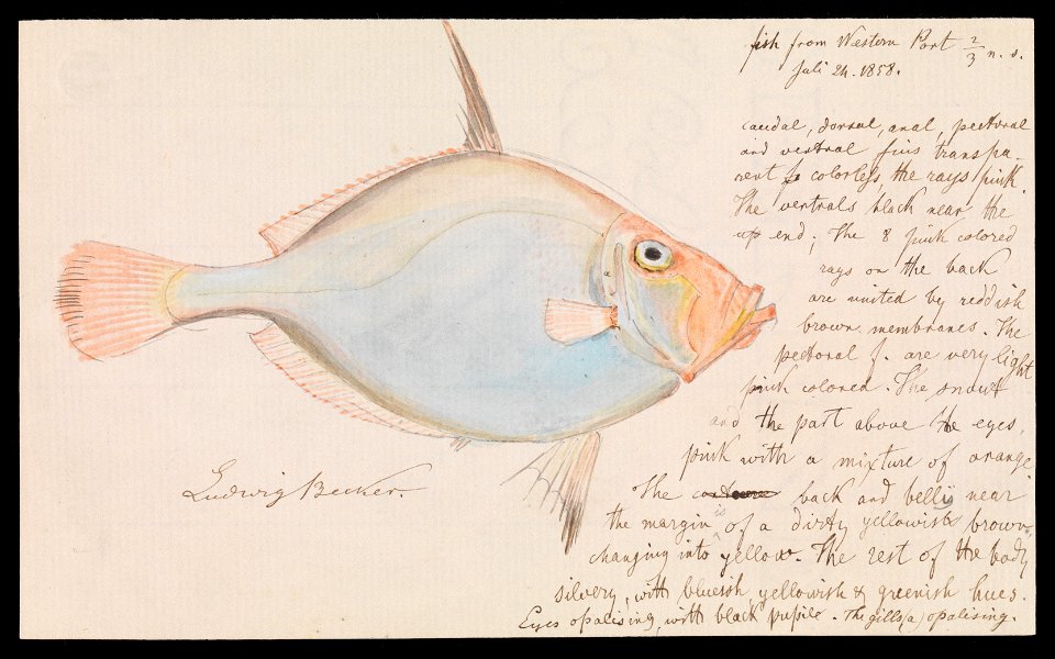 Ludwig Becker - Silver Dory, Cyttus australis - Google Art Project