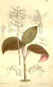 Ludisia discolor (as Haemaria dawsoniana) - Curtis' 122 (Ser. 3 no. 52) pl. 7486 (1896)