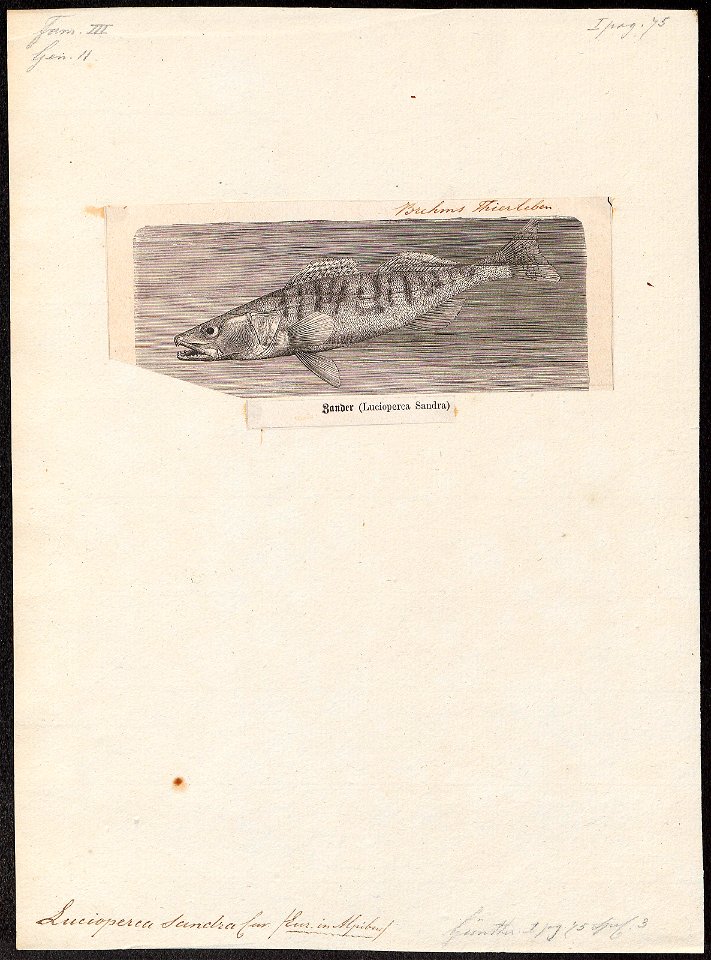 Lucioperca sandra - - Print - Iconographia Zoologica - Special Collections University of Amsterdam - UBA01 IZ12900107