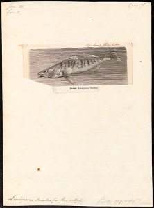 Lucioperca sandra - - Print - Iconographia Zoologica - Special Collections University of Amsterdam - UBA01 IZ12900107