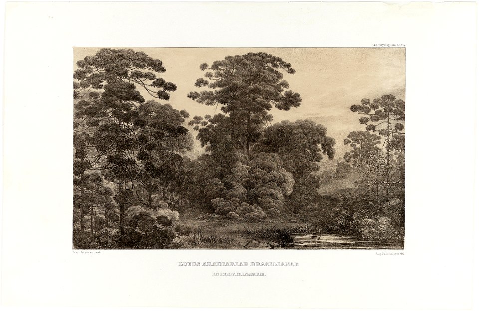 Lucus Araucaria brasilianae in Prov. Minarum, da Coleção Brasiliana Iconográfica