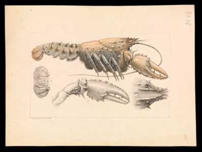 Ludwig Becker - Murray Spiny Crayfish, Euastacus armatus - Google Art Project