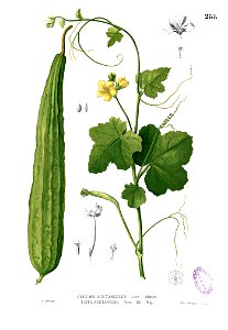 Luffa acutangula Blanco2.288