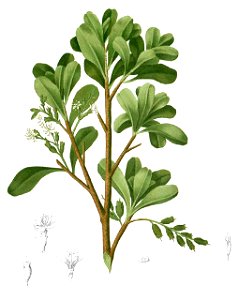 Lumnitzera racemosa Blanco1.126-cropped