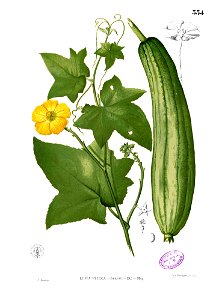 Luffa aegyptiaca Blanco2.334