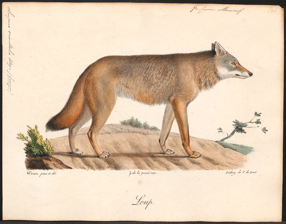 Lupus orientalis - 1700-1880 - Print - Iconographia Zoologica - Special Collections University of Amsterdam - UBA01 IZ22200355