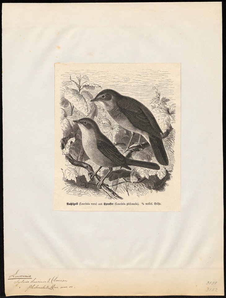 Luscinia vera - 1700-1880 - Print - Iconographia Zoologica - Special Collections University of Amsterdam - UBA01 IZ16200228