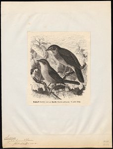 Luscinia vera - 1700-1880 - Print - Iconographia Zoologica - Special Collections University of Amsterdam - UBA01 IZ16200228