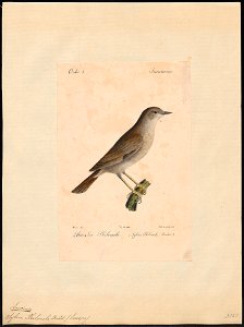 Luscinia philomela - 1842-1848 - Print - Iconographia Zoologica - Special Collections University of Amsterdam - UBA01 IZ16200230
