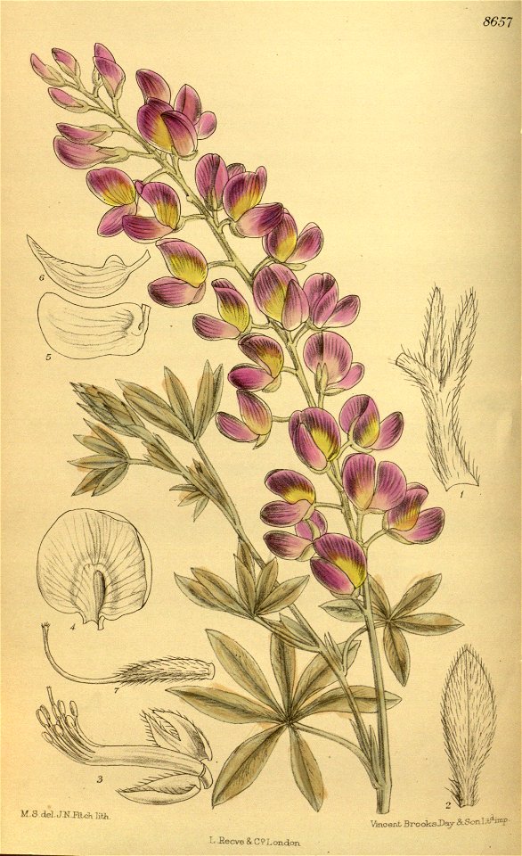 Lupinus chamissonis 142-8657