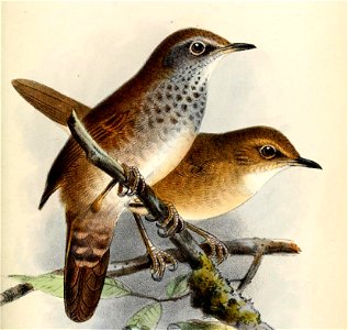 LusciniolaThoracicaKeulemans (cropped)