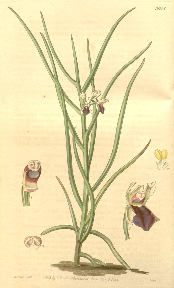Luisia tristis (as Cymbidium triste) - Curtis' 65 (N.S. 12) pl. 3648 (1839)