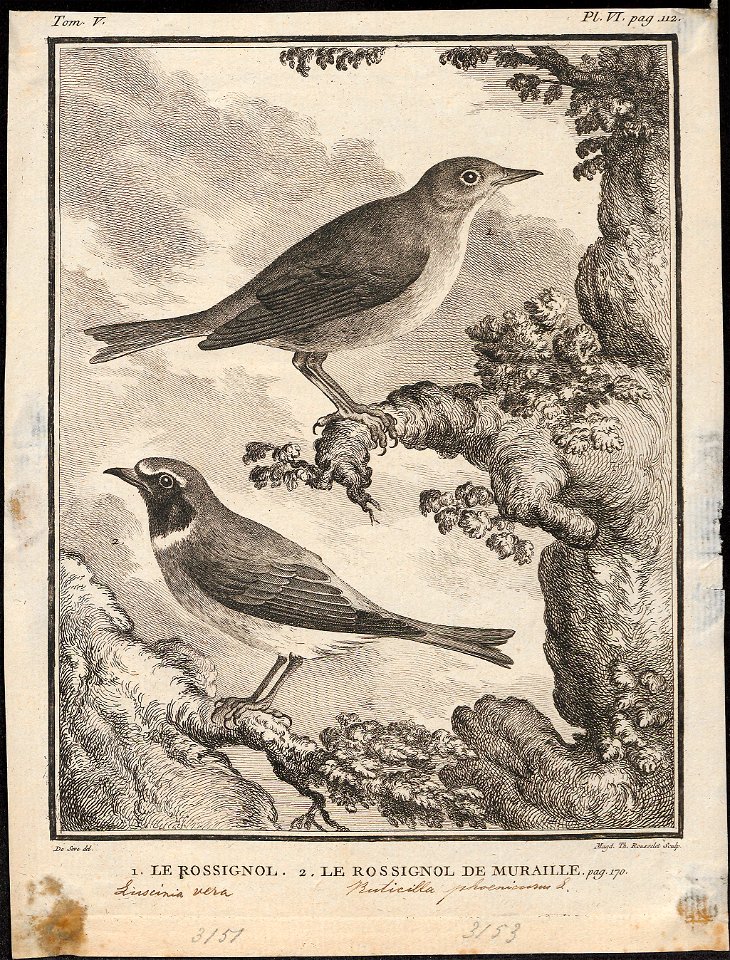 Luscinia vera - 1700-1880 - Print - Iconographia Zoologica - Special Collections University of Amsterdam - UBA01 IZ16200220