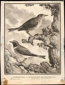 Luscinia vera - 1700-1880 - Print - Iconographia Zoologica - Special Collections University of Amsterdam - UBA01 IZ16200220