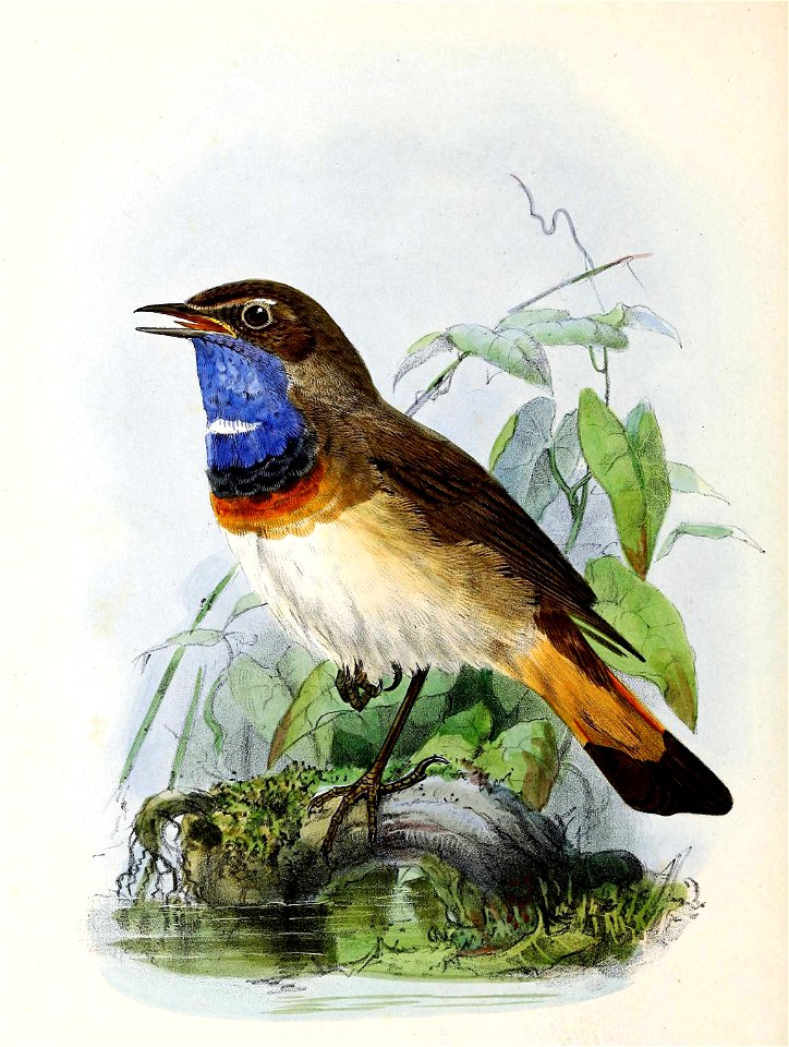 Luscinia svecica 1876