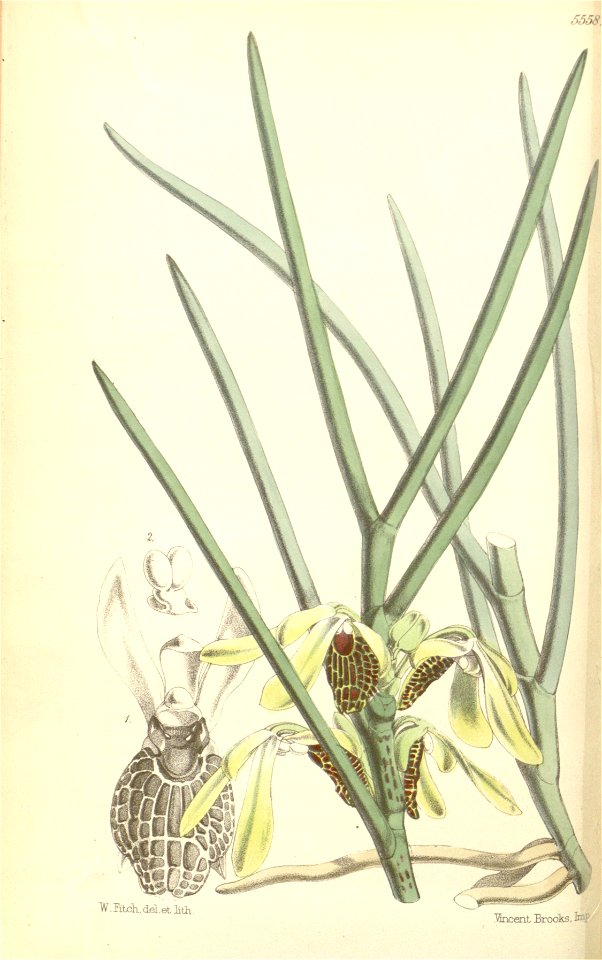 Luisia psyche - Curtis' 92 (Ser. 3 no. 22) pl. 5558 (1866)