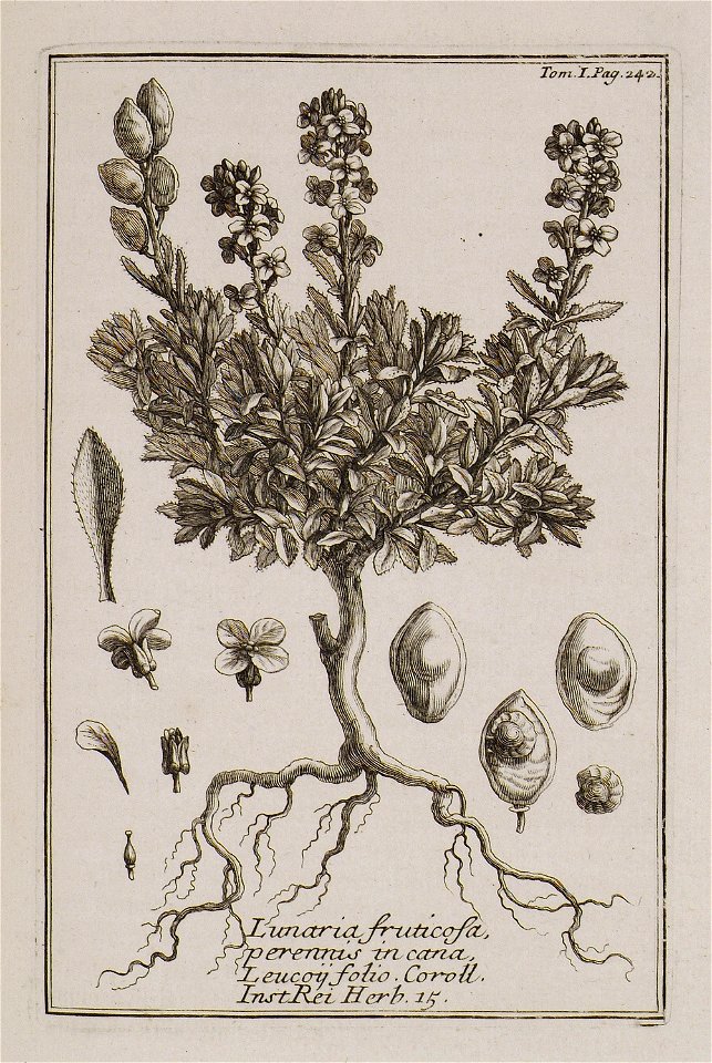 Lunaria fruticosa, perennis, incana, Leucoii folio Coroll Inst Rei herb 15 - Tournefort Joseph Pitton De - 1717