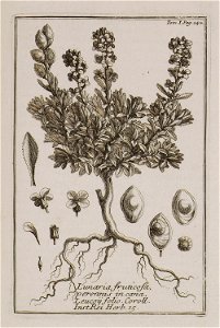 Lunaria fruticosa, perennis, incana, Leucoii folio Coroll Inst Rei herb 15 - Tournefort Joseph Pitton De - 1717