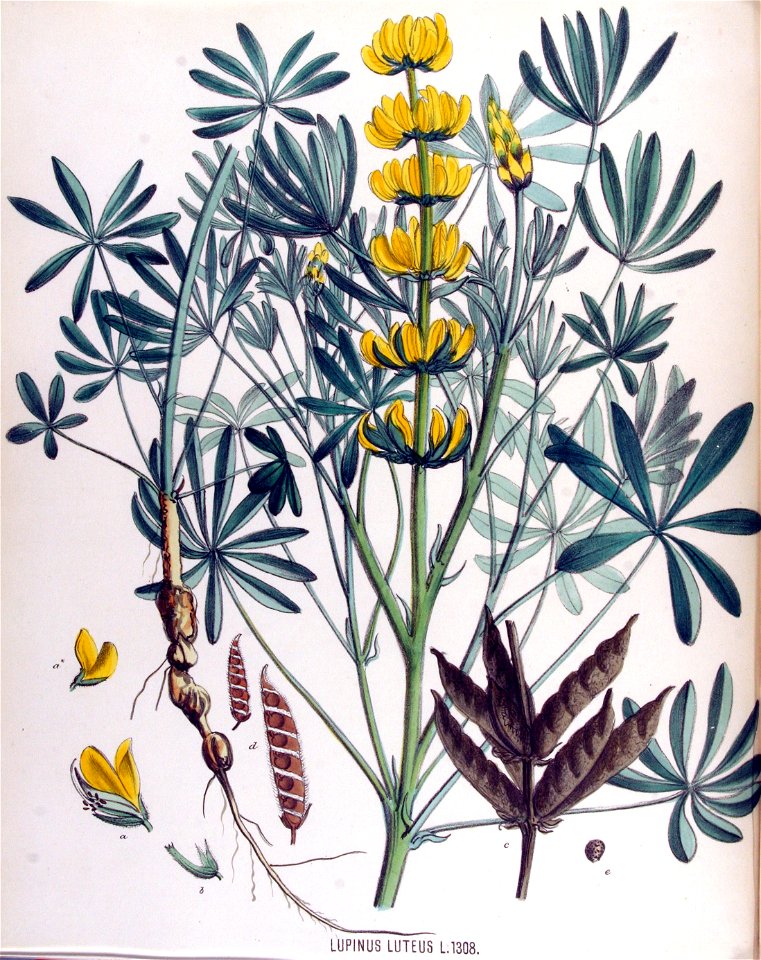 Lupinus luteus — Flora Batava — Volume v17