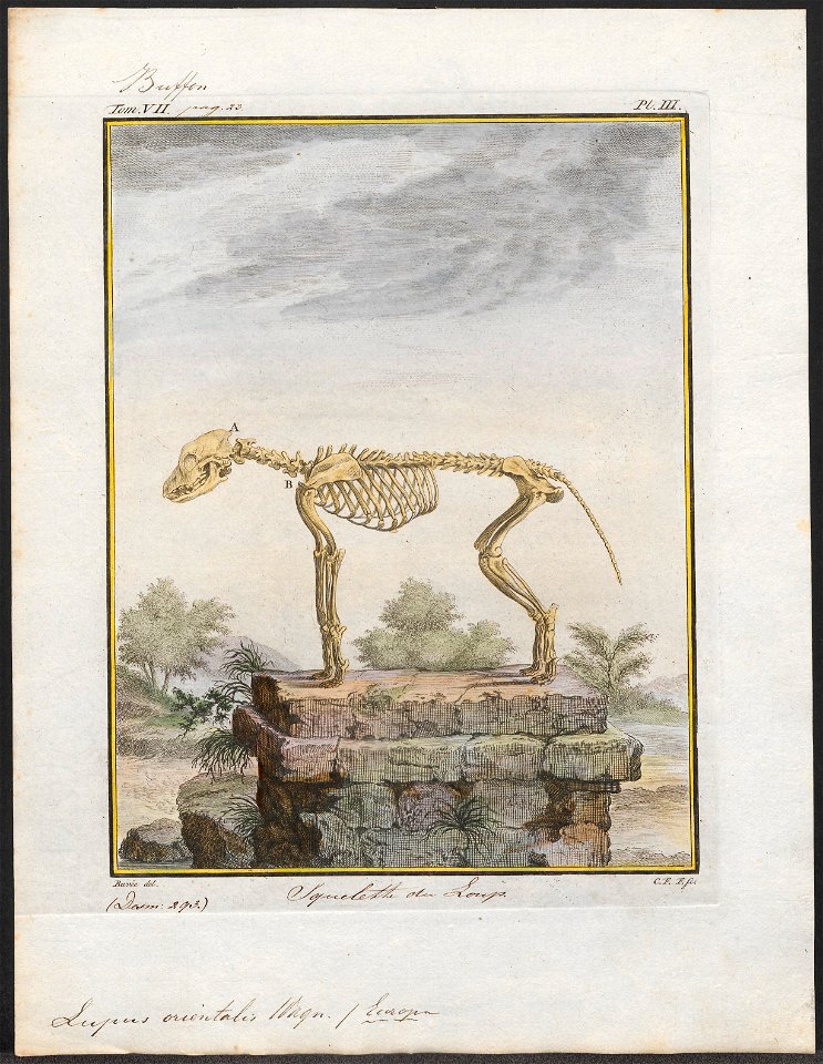 Lupus orientalis - skelet - 1700-1880 - Print - Iconographia Zoologica - Special Collections University of Amsterdam - UBA01 IZ22200375
