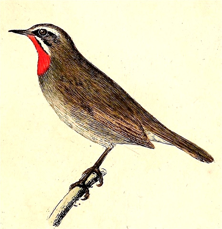 Luscinia calliope 1832