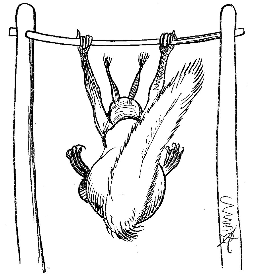 Lustige Naturgeschichte oder Zoologia comica 30