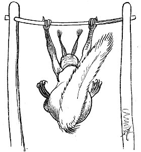 Lustige Naturgeschichte oder Zoologia comica 30