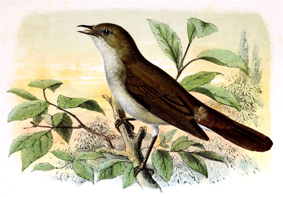 Luscinia megarhynchos 1873