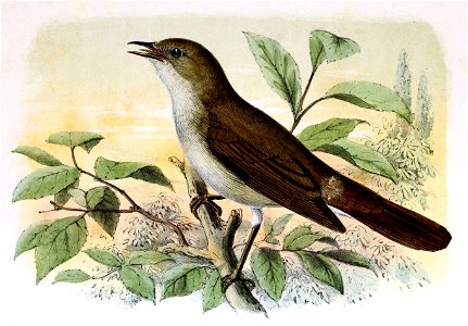 Luscinia megarhynchos 1873