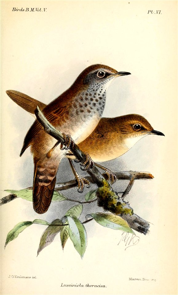 LusciniolaThoracicaKeulemans