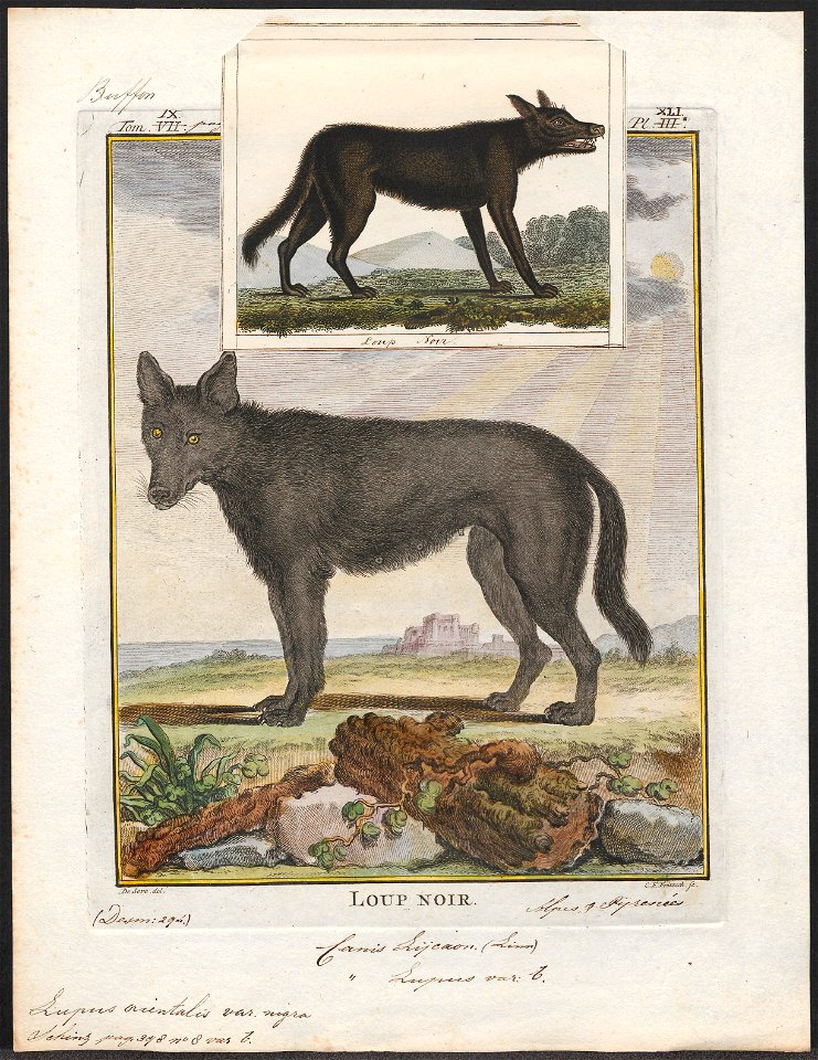 Lupus orientalis var. nigra - 1700-1880 - Print - Iconographia Zoologica - Special Collections University of Amsterdam - UBA01 IZ22200373
