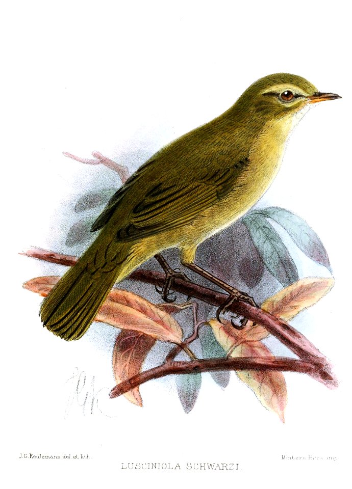 LusciniolaSchwarziKeulemans
