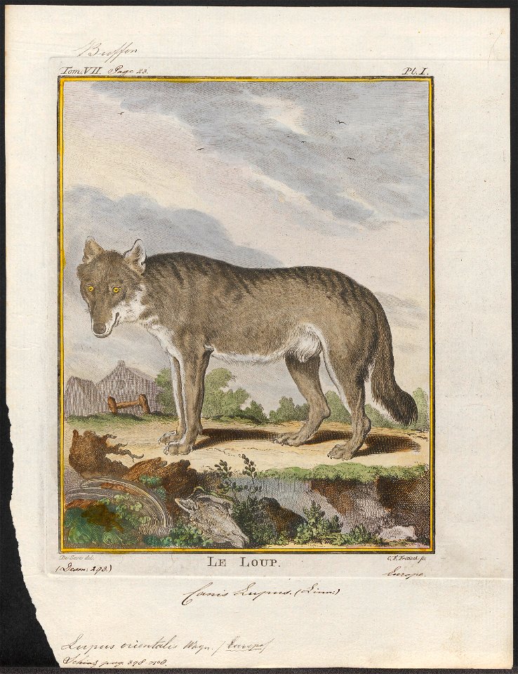Lupus orientalis - 1700-1880 - Print - Iconographia Zoologica - Special Collections University of Amsterdam - UBA01 IZ22200369