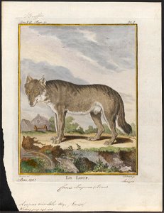 Lupus orientalis - 1700-1880 - Print - Iconographia Zoologica - Special Collections University of Amsterdam - UBA01 IZ22200369