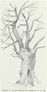 Luthmer I-002-Gebückbaum bei Hausen v.d.H