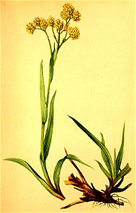 Luzula lutea Atlas Alpenflora
