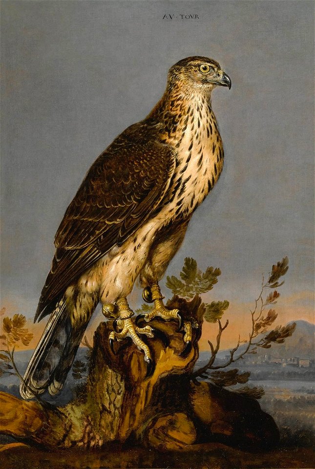A Brown Gyrfalcon Perched on a Tree Trunk… by Carstian Luyckx